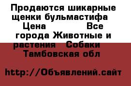 Продаются шикарные щенки бульмастифа › Цена ­ 45 000 - Все города Животные и растения » Собаки   . Тамбовская обл.